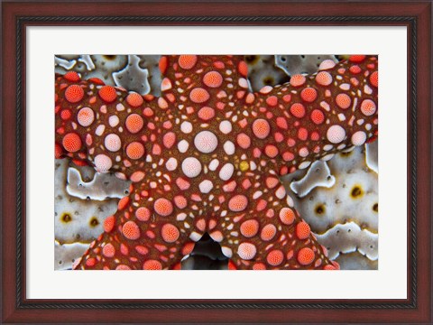 Framed Partial view of colorful sea star over a sea cucumber, Raja Ampat, Indonesia Print