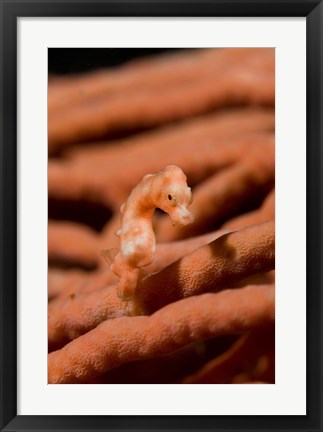Framed Pygmy seahorse marine life Print