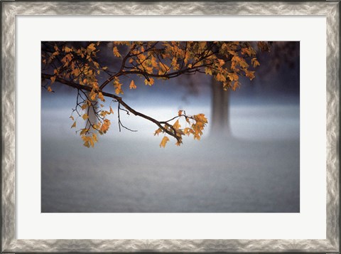 Framed Fog Leaf Print