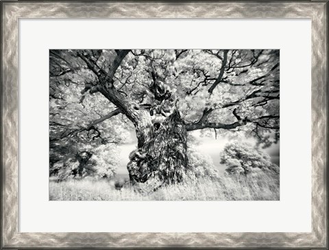 Framed Portrait of a Tree, Study 1 Print