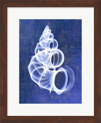 Framed Wentletrap Shell (indigo) Print