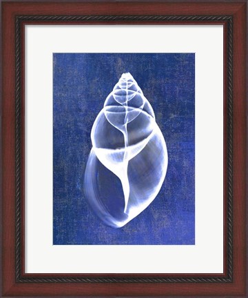 Framed Achatina Shell (indigo) Print