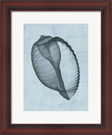Framed Banded Tun Shell (light blue) Print