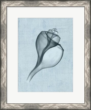 Framed Channelled Whelk (light blue) Print