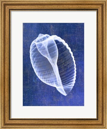 Framed Banded Tun Shell (indigo) Print