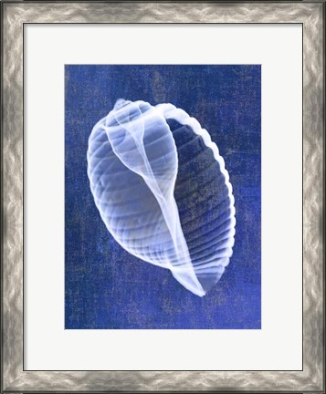Framed Banded Tun Shell (indigo) Print
