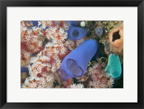 Framed Tunicates, Gorgonian Sea Fan, Banda, Indonesia Print