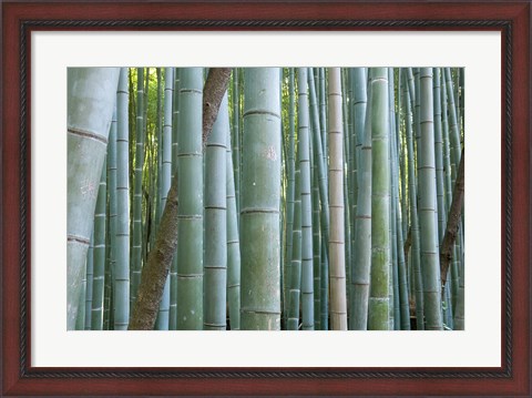 Framed Bamboo Forest, Kyoto, Japan Print