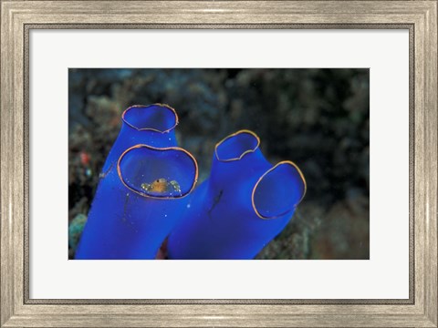 Framed Crab Peeking From Tunicate, Irian Jaya, Indonesia Print
