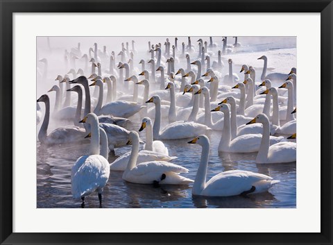 Framed Whooper swans, Hokkaido, Japan Print