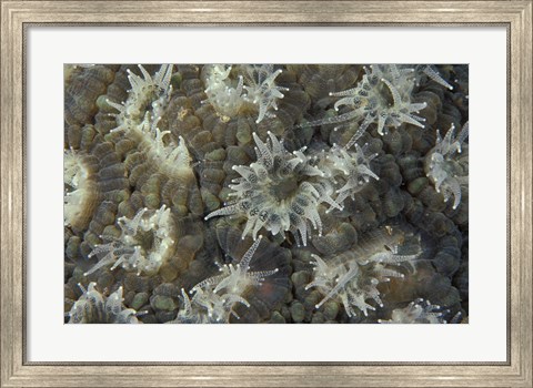 Framed Coral Polyps Feeding, Papua, Indonesia Print