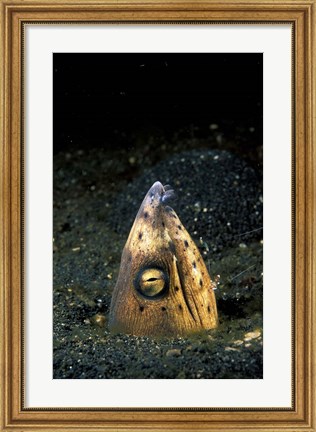 Framed Blackfin Snake Eel with cleaner shrimp, North Sulawesi, Indonesia Print