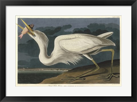Framed Great White Heron Print