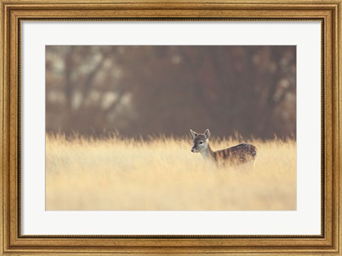 Framed Small One Print
