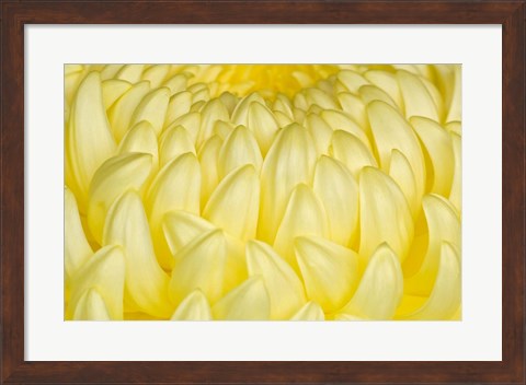 Framed Chrysanthemum Flowers, Ise Shrine, Mie, Japan Print