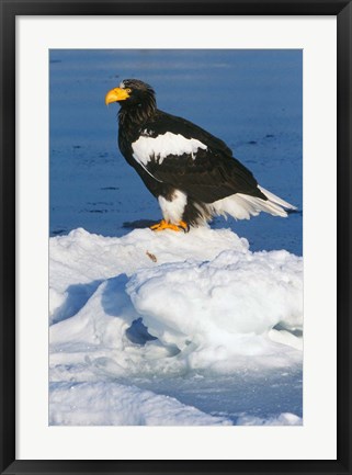 Framed Japan, Hokkaido, Raus, Steller&#39;s Sea Eagle Print