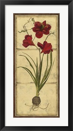 Framed Amaryllis Panel I Print