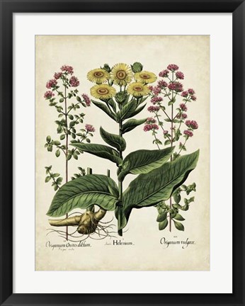 Framed Besler Florilegium I Print