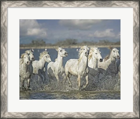 Framed White Horses of the Camargue Print