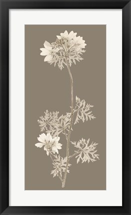 Framed Taupe Nature Study II Print