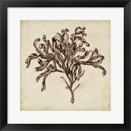 Framed Vintage Seaweed VI Print