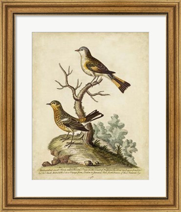 Framed Companions in Nature IV Print