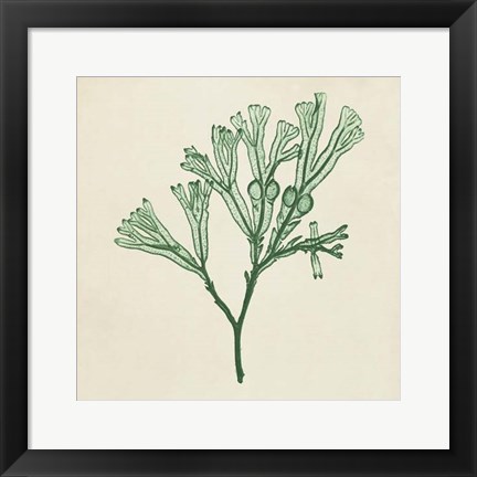 Framed Chromatic Seaweed IV Print