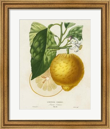 Framed French Lemon Botanical I Print