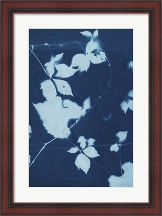 Framed Cyanotype No.11 Print