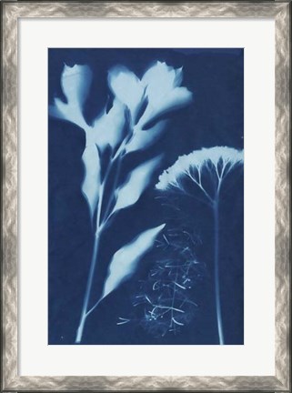 Framed Cyanotype No.15 Print