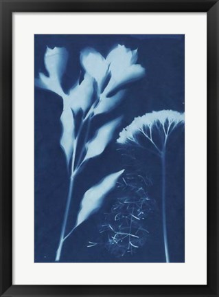 Framed Cyanotype No.15 Print