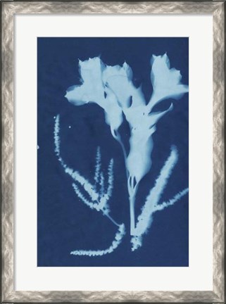 Framed Cyanotype No.17 Print
