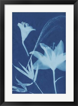 Framed Cyanotype No.19 Print