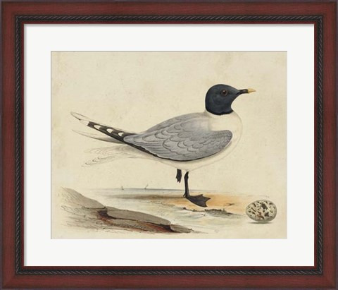 Framed Meyer Shorebirds I Print