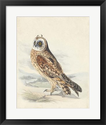 Framed Meyer Hawk Owl Print
