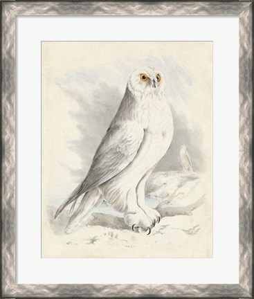 Framed Meyer Snowy Owl Print