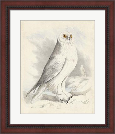 Framed Meyer Snowy Owl Print