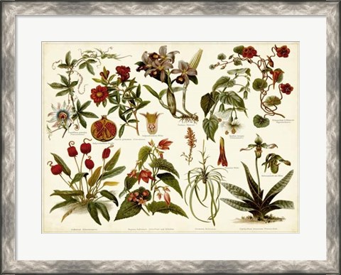 Framed Tropical Botany Chart II Print