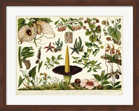 Framed Tropical Botany Chart III Print