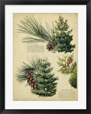 Framed Red Pine &amp; Eastern White Pine Print