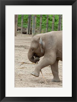 Framed Baby elephant with bamboo in trunk, Malaysia Print