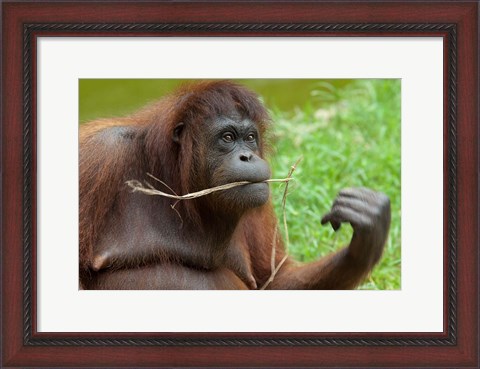 Framed Bornean Orangutan, adult female, Borneo Print