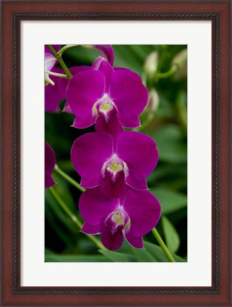 Framed Singapore. National Orchid Garden - Pink Orchids Print