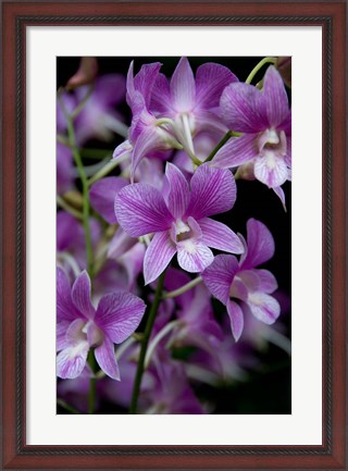 Framed Singapore. National Orchid Garden - Purple/White Orchids Print
