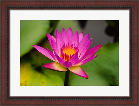 Framed Single magenta water lily at the Orchid Garden at Lake Gardens Park in Kuala Lumpur Malaysia Print