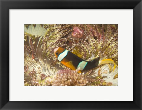 Framed Clark&#39;s Anemonefish, Philippines Print