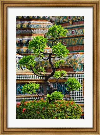 Framed Bonsai tree in front of chedi, Wat Pho, Bangkok, Thailand Print