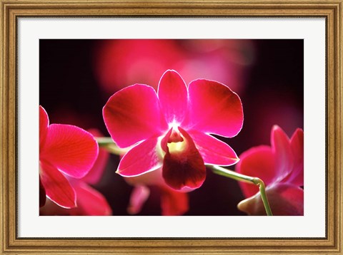 Framed Malaysia, Orchid Print