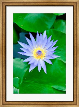 Framed Lily Flower at Wat Chalong temple Phuket, Thailand Print