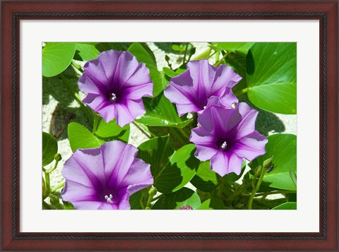 Framed Thailand, Ko Miang Island, Similan Island flowers Print